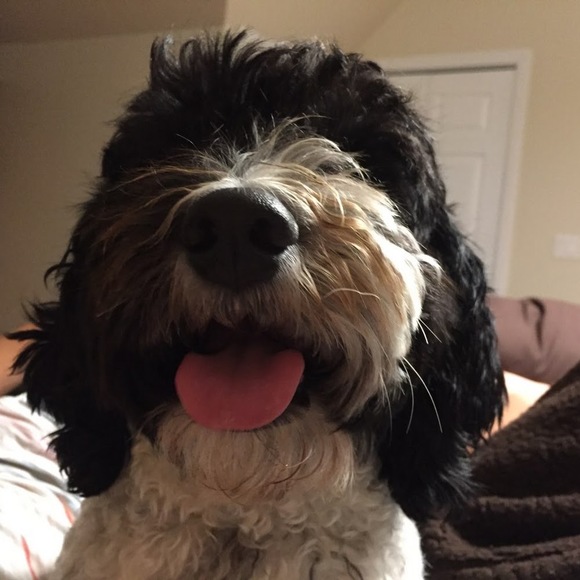 Meet your Posher, Catherine & sal - Picture 1 of 1